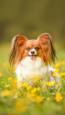 Dog portrait in the forest between flowers
