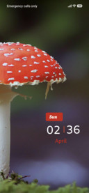 Red Mushroom