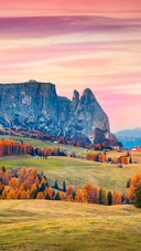 Sunrise in Alpe DI Siusi with Beautiful Yellow Larch Trees