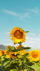 Slightly curved sunflower