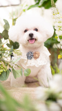 The bichon frises among the flowers and plants