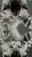 猫猫