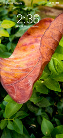 Dry Leaf_DWM3