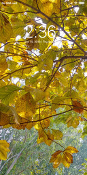 Dry Leaves_DWM2