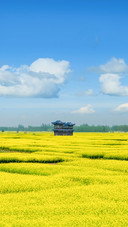 Rape Flower in Duotian, Xinghua City