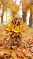 Wearing a leaf garland