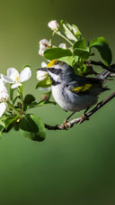 The warbler on the branch