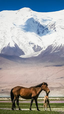 Grassland lean horse-03