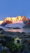 Bogda Peak Snow Lotus in Tianshan Mountains, Xinjiang
