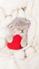 A Little Gray Fluffy Kitten Sleeps on A White Fluffy Scarf