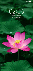 一朵荷花