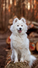 Dog (5)