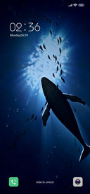 Leisurely Whale
