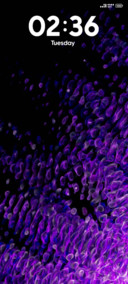 Ultraviolet Symph
