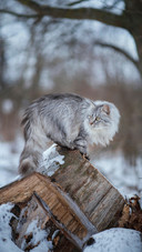 A Long-haired Cat Standing in The Snow