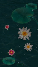 梦幻莲池