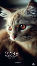 可爱猫咪