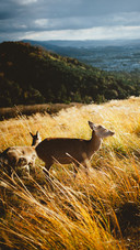 Deer in nara