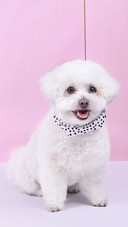 A bichon frise wearing a scarf