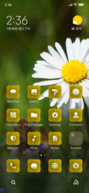Daisies