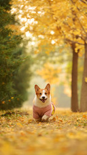 Dog (8)
