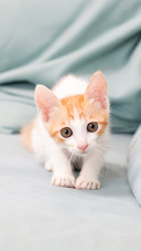 Yellow and white kitten