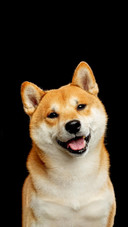 Dog217