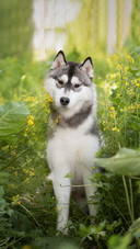 Dog123