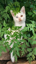 A little white cat with heterochromia