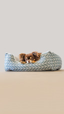 Cute chihuahua dog lying on pet bed indoors