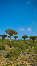 Dragons blood forest