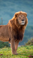 A lion with its head held high