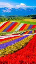 Colorful hill flowers