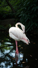 Flamingos originally have white feathers