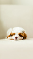 Baby Male Cavapoo Puppy Dog