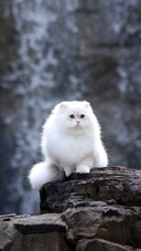 Why dont cats make any sound when they walk