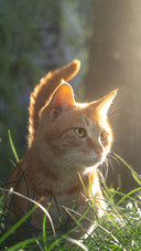 Cute creatures rule the world
