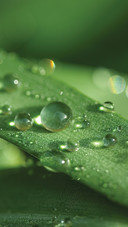 International-dewdrop