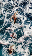 Sea flight