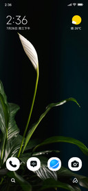 Ivory Blossom