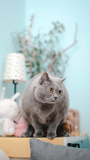 The cat looked around