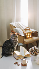Funny Cat on Hygge Background at Home