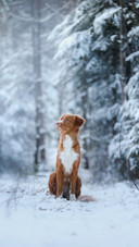 Cute Dog Sitting on The Snow