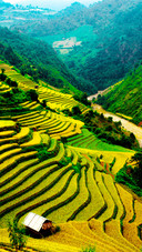 Beautiful Terraces