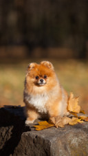 Dog (9)