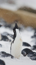 A Penguin is Waving Its Wings in The Snow