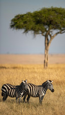 Two Zebras Are Standing on The Grassland