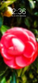 Beautiful Flower_DWM2