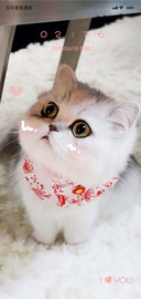 折耳猫 萌宠可爱