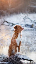 A Cute Dog Sitting on The Snow